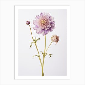 Pressed Flower Botanical Art Scabiosa 3 Art Print