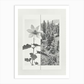 Columbine Flower Photo Collage 3 Art Print