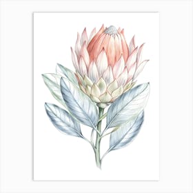 Watercolor Protea Flower Art Print