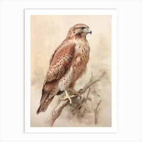 Vintage Bird Drawing Red Tailed Hawk 2 Art Print