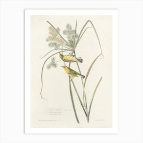 Prairie Warbler, Birds Of America, John James Audubon Art Print