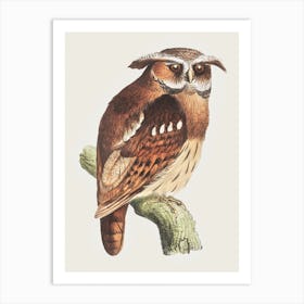 Owl On A Branch (Bubo Lettii), Theo Van Hoytema Art Print