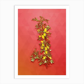 Vintage Caragana Spinosa Botanical Art on Fiery Red n.0946 Art Print