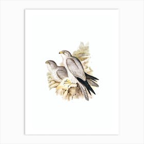Vintage Gray Falcon Bird Illustration on Pure White n.0446 Art Print