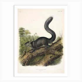 Dusky Squirrel, John James Audubon Art Print