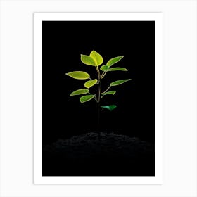 Small Green Plant On Black Background 10 Art Print