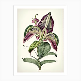 Orchid Leaf Vintage Botanical 2 Art Print