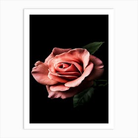 Pink Rose On Black Background 8 Art Print