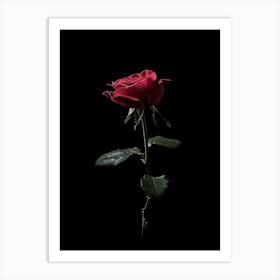 Single Red Rose On Black Background 18 Art Print