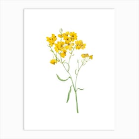 Yellow Flowers Isolated On White Art Print