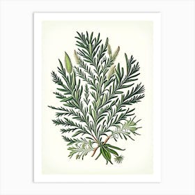 Rosemary Leaf Vintage Botanical 2 Art Print