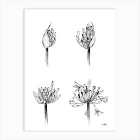 Black and White Life of the Agapanthus Art Print