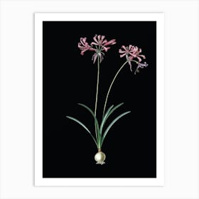 Vintage Nerine Botanical Illustration on Solid Black n.0271 Art Print