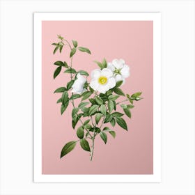 Vintage White Rose of Snow Botanical on Soft Pink n.0617 Art Print