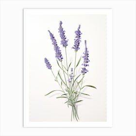 Lavender Vintage Botanical Herbs 1 Art Print