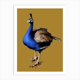 The Peacock On Burnt Gold Art Print