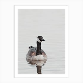 Canadian Goose On Lake Art Print