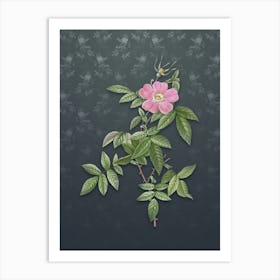 Vintage Pink Boursault Rose Botanical on Slate Gray Pattern n.0149 Art Print