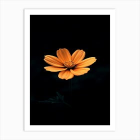 Orange Flower 20 Art Print