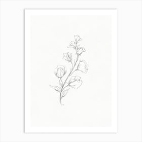 Sweetpea Sketch Art Print