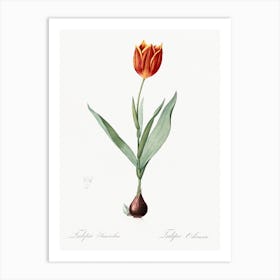 Tulip Illustration From Les Liliacées, Pierre Joseph Redouté Art Print