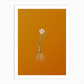 Vintage Snowdon Lily Botanical on Sunset Orange n.0550 Art Print