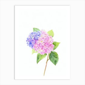 Hydrangea Watercolour Flower Art Print