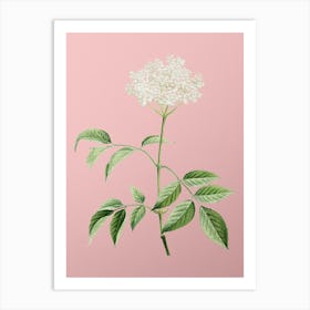 Vintage Elderflower Tree Botanical on Soft Pink n.0056 Art Print