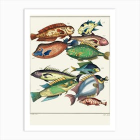 Fishes Of The World Art Print