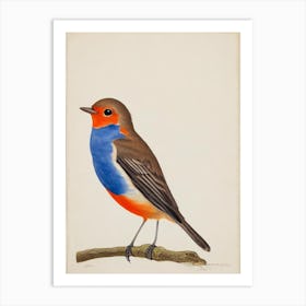 European Robin Illustration Bird Art Print