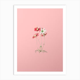 Vintage Fine Leaf Cosmus Flower Botanical on Soft Pink n.0751 Art Print