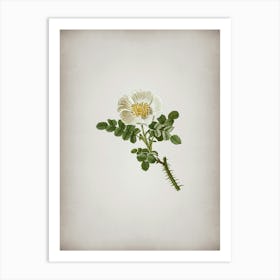 Vintage Burnet Rose Botanical on Parchment n.0359 Art Print