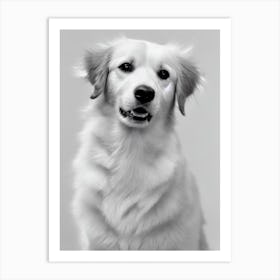 Nova Scotia Duck Tolling Retriever B&W Pencil Dog Art Print