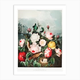 Roses From The Temple Of Flora (1807), Robert John Thornton Art Print