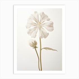 Pressed Wildflower Botanical Art White Campion 2 Art Print