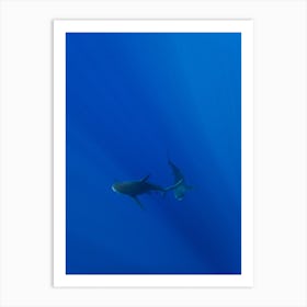 Hawaiian Shark VIII Art Print