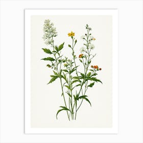 Vintage Botanical Galleria Style Wildflower Painting 32 Art Print