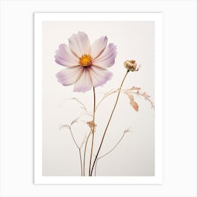 Pressed Flower Botanical Art Cosmos 3 Art Print