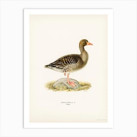 Greylag Goose, The Von Wright Brothers Art Print