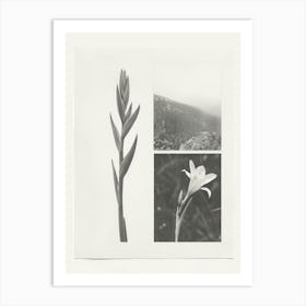 Gladiolus Flower Photo Collage 2 Art Print