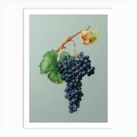 Vintage Grape Spanna Botanical Art on Mint Green n.0446 Art Print