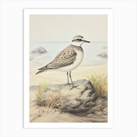 Vintage Bird Drawing Grey Plover 1 Art Print