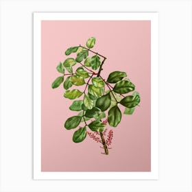 Vintage Carob Tree Botanical on Soft Pink n.0126 Art Print