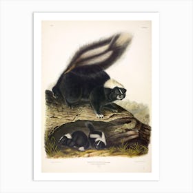 American Skunk, John James Audubon Art Print