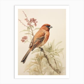 Vintage Bird Drawing Cowbird 3 Art Print