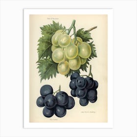 Vintage Illustration Of Grapes, John Wright Art Print