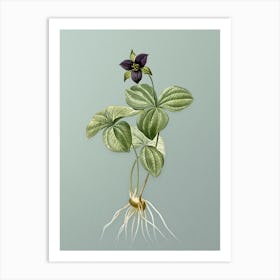 Vintage Trillium Rhomboideum Botanical Art on Mint Green n.0607 Art Print