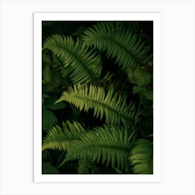 Ferns III Art Print