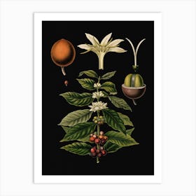 Vintage Bollmann 1 Kaffeebaum Art Print