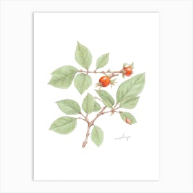 English Hedgerow Rosehip - Botanical Wall Print Set | Floral Collection Art Print